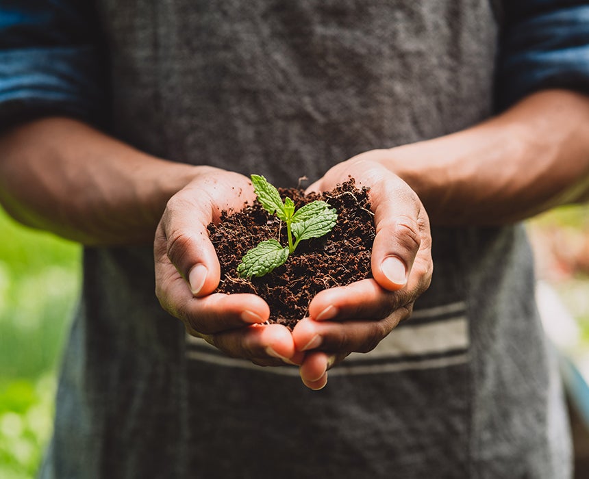 Holding new plant in hand with soil