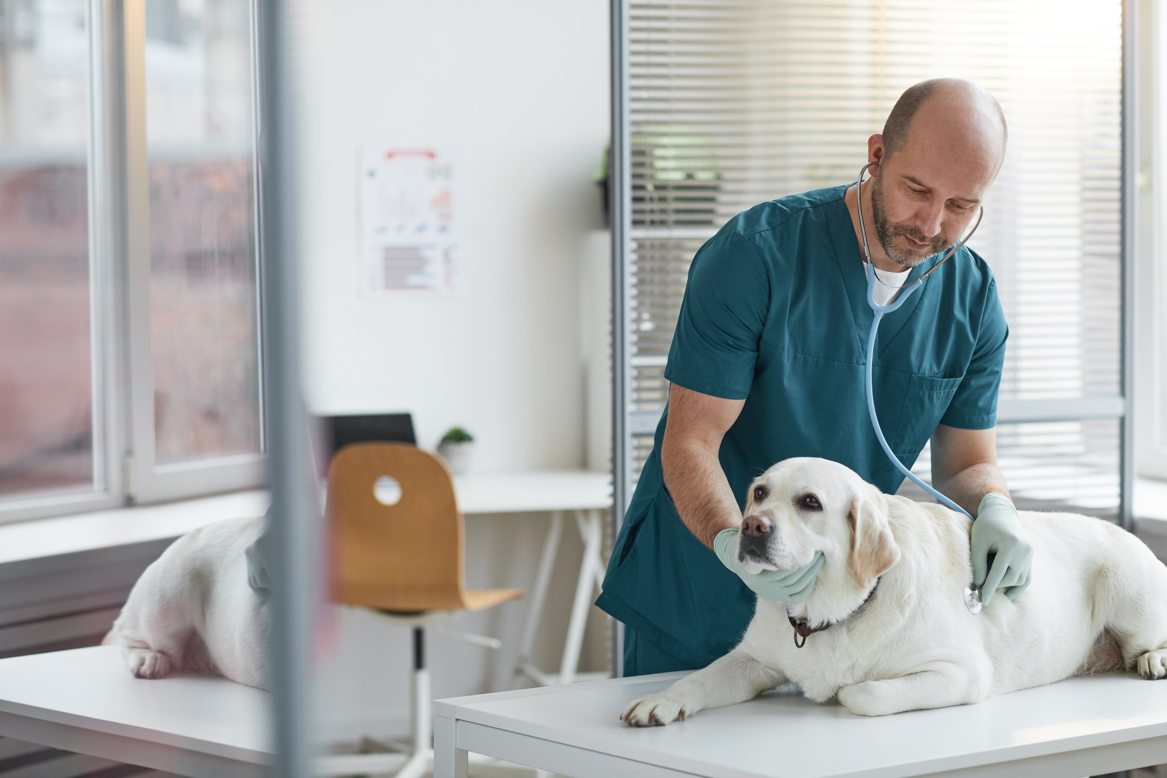 A veterinary professional in his workplace evaluating options for veterinary practice loans.