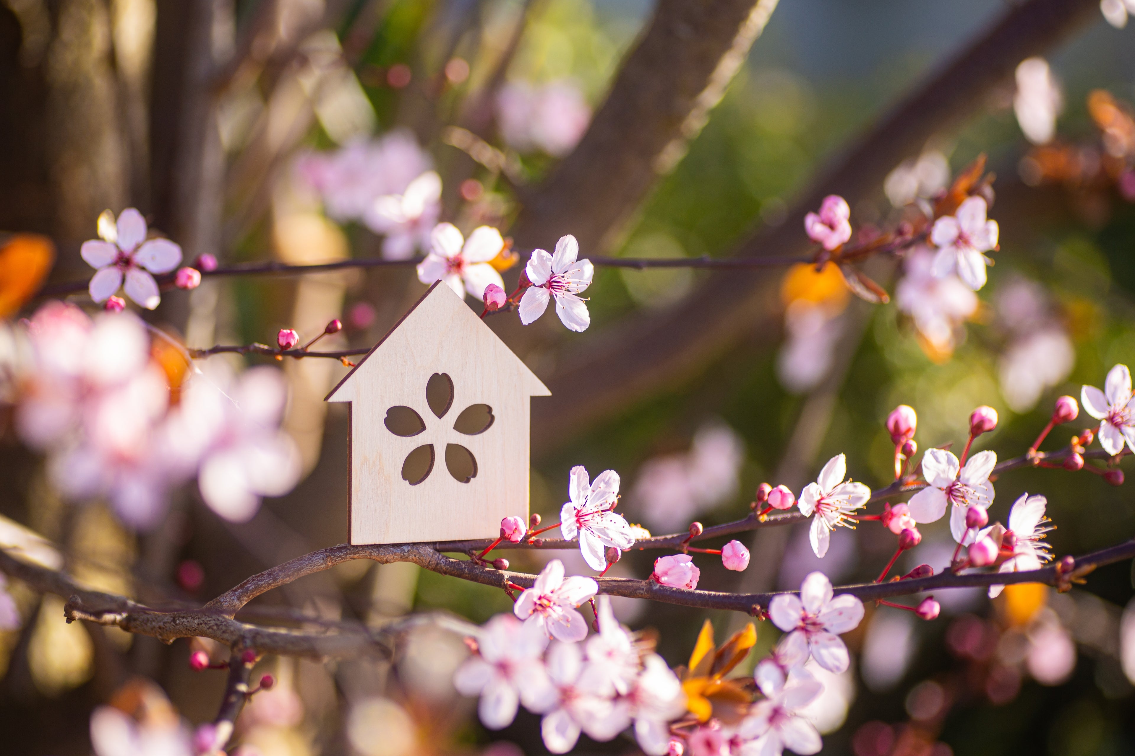 Cardboard house on a cherry blossom background